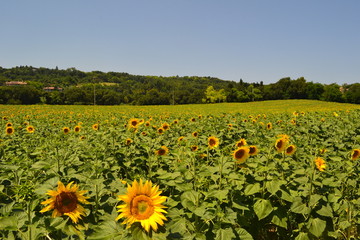 Naklejka premium in mezzo al campo di girasoli