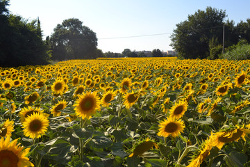 Obraz premium la distesa di girasoli
