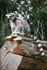 Watchful Ring-tailed lemur sitting on the tree trunk
