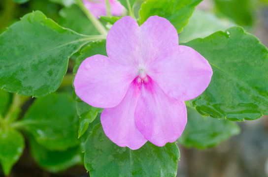 Impatiens flower