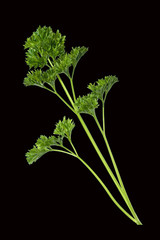 Petersilie; Petroselinum; Crispum; Krause;