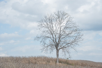 A tree among corn field