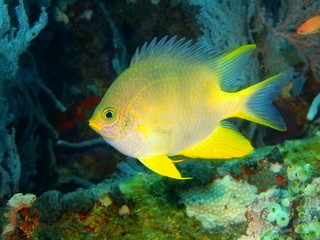 Fototapeta na wymiar Coral fish, Island Bali, Tulamben