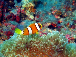 Naklejka na ściany i meble Fish-clown, Island Bali, Tulamben