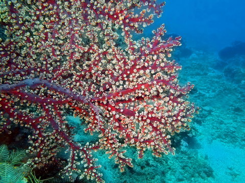 Gorgonian coral, Island Bali, Tulamben