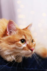 Lovable red cat on lights background