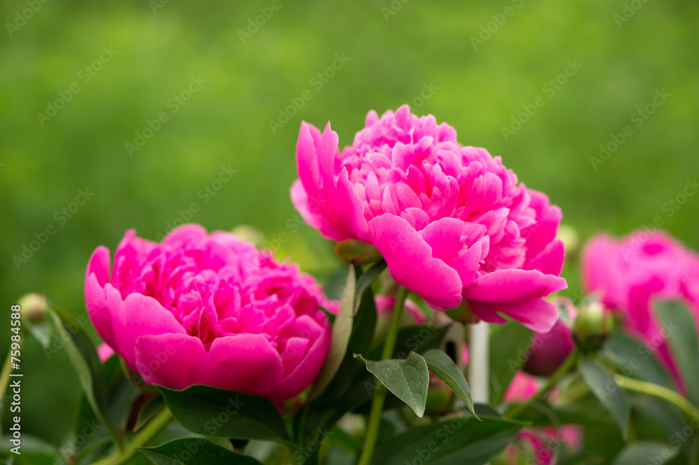 Wall mural Blooming Pink Peony Bush