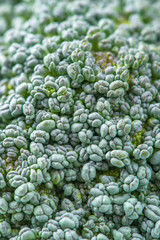 Fresh Green Broccoli Macro