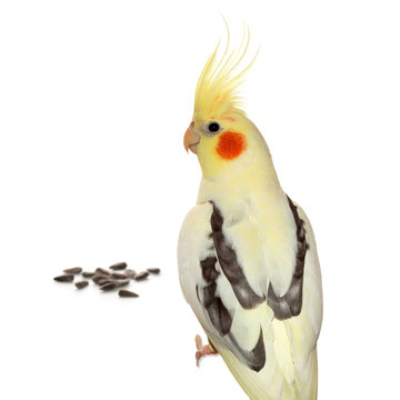 Corella parrot with sunflower seeds isolated on white background