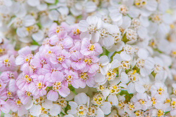 White and Pink Yarrow (Achillea) Flowers Close-Up