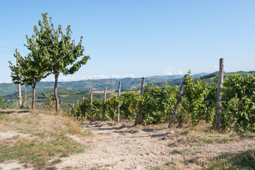 Fototapeta na wymiar Vineyard In Piemonte. Italy