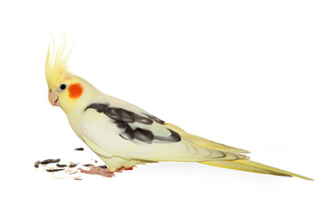 Corella parrot with sunflower seeds isolated on white background