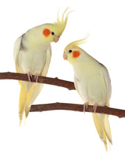 corella parrots sitting on the branch isolated on white