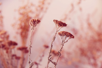 Dried flowers background