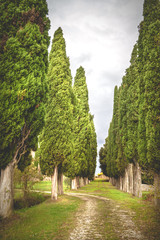 Fantastic road with cypresses to the old homestead.
