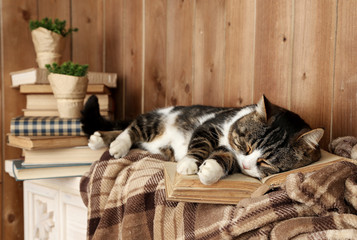 Cute cat lying with book on plaid
