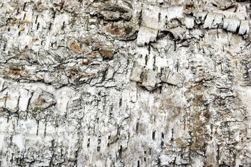 Birch Bark