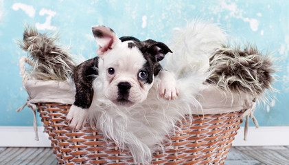 kleiner Welpe im Korb (französische Bulldogge)