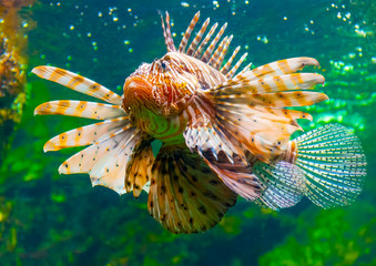 a lion fish in the famous aquarium of Barcelona in Spain - 75988772