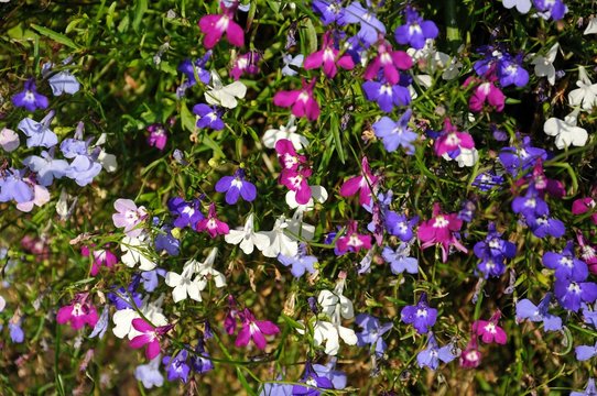 Mixed white, pink and blue lobelia flowers.