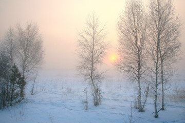 sunrise in winter forest