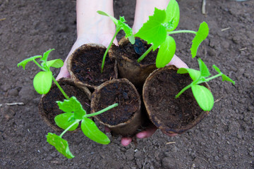 cucumber seedlings