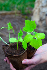 cucumber seedlings