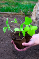 cucumber seedlings