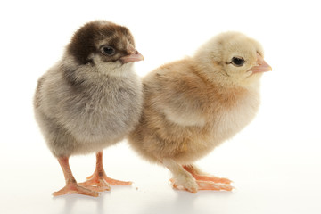 Small fluffy chickens