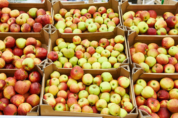 Apples on shop counter