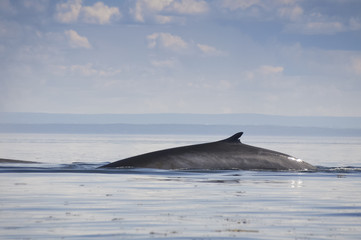 Fin whale, St Lawrence river, Quebec (Canada)