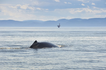 Fototapeta premium Fin whale, St Lawrence river, Quebec (Canada)