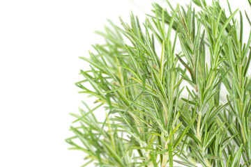 rosemary on white background