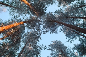 tops of the pines against the sky