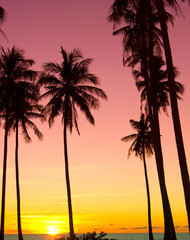Fototapeta na wymiar Palm Paradise Tree Silhouettes