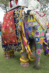 Colorful hand painted elephant , Holi festival , Jaipur, Rajasthan, India	