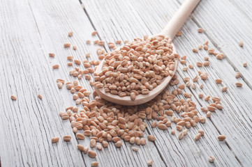 Wheat grain