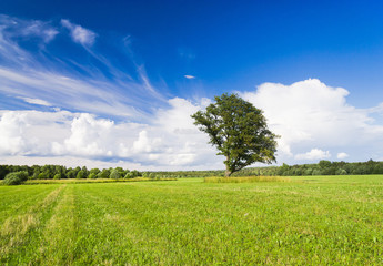 Field Landscape Plain Nature