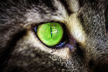 Closeup green eye of Maine Coon black tabby cat . Macro