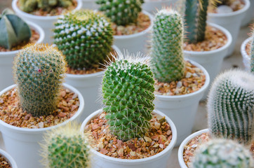 Small different types of cactus plants.