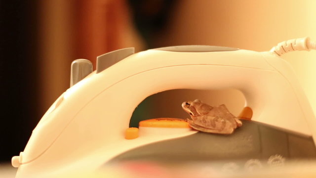 little frog sit on white iron in room	