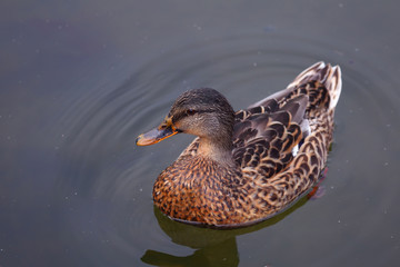 Schwimmende Ente