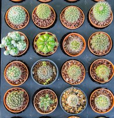 Small different types of cactus plants.