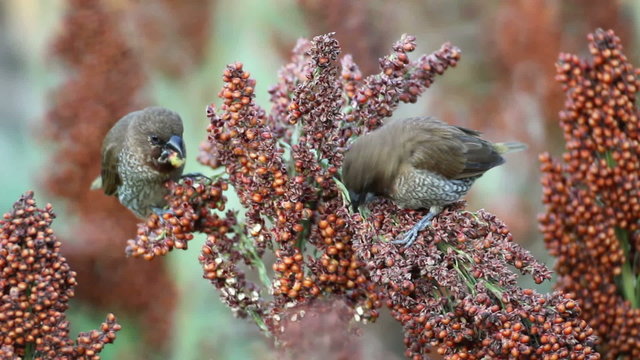 The birds devastate millet and sorghum fields of farmers