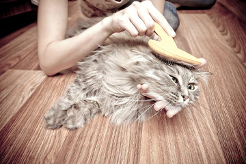 cat grooming