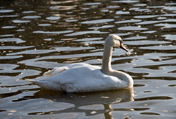 Łabędź niemy © CUKMEN