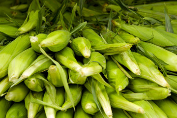 Fototapeta premium Corn