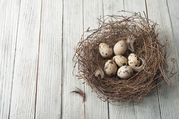 Obraz premium birds eggs