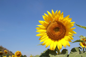 Naklejka premium Sunflowers in a field, beauty in nature