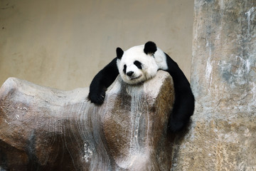 panda bear resting